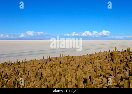 Kakteen auf Isla de Los Pescadores und die Salinen, Salar de Uyuni, Southwest Highlands, Bolivien, Südamerika Stockfoto