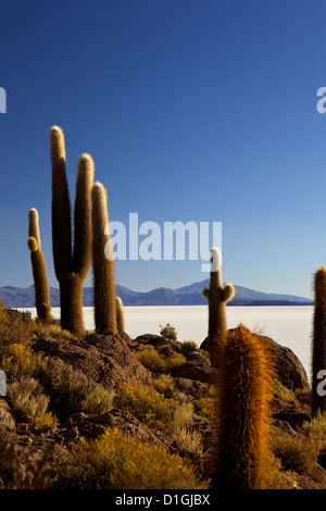 Kakteen auf Isla de Los Pescadores und dem Salzsee Salar de Uyuni, Southwest Highlands, Bolivien, Südamerika Stockfoto