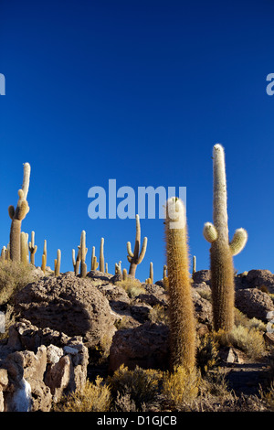 Kakteen auf Isla de Los Pescadores und dem Salzsee Salar de Uyuni, Southwest Highlands, Bolivien, Südamerika Stockfoto