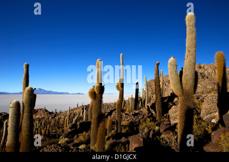 Kakteen auf Isla de Los Pescadores und dem Salzsee Salar de Uyuni, Southwest Highlands, Bolivien, Südamerika Stockfoto