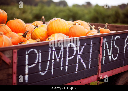 Viele der hellen orange Kürbisse in einer Kiste bereit für Halloween Stockfoto