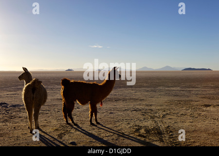 Lama und Alpaka auf Salzsee Salar de Uyuni, Southwest Highlands, Bolivien, Südamerika Stockfoto