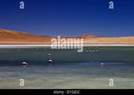 Flamingos an der Laguna Canapa, Süd Lipez Southwest Highlands, Bolivien, Südamerika Stockfoto