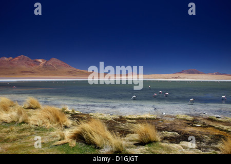 Flamingos an der Laguna Canapa, Süd Lipez Southwest Highlands, Bolivien, Südamerika Stockfoto
