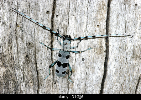 Rosalia Art (Rosalia Alpina), auf der Barke der Toten Buche in den Abruzzen, Italien Stockfoto