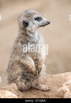 Erdmännchen auf Wache Stockfoto