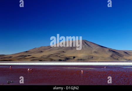 Flamingos an der Laguna Colorada (rote Lagune), Eduardo Avaroa Anden Fauna Nationalreservat, Southwest Highlands, Bolivien Stockfoto