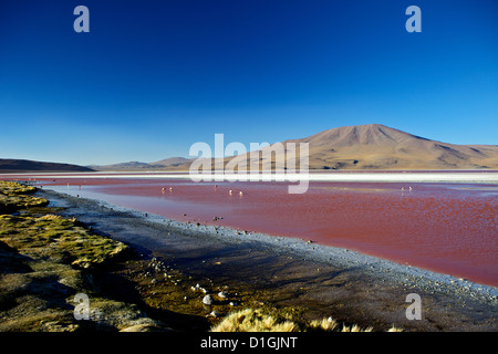Flamingos an der Laguna Colorada (rote Lagune), Eduardo Avaroa Anden Fauna Nationalreservat, Southwest Highlands, Bolivien Stockfoto