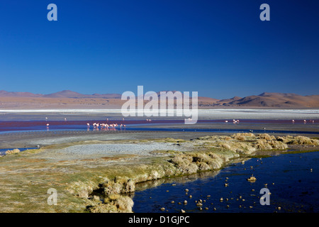 Flamingos an der Laguna Colorada (rote Lagune), Eduardo Avaroa Anden Fauna Nationalreservat, Southwest Highlands, Bolivien Stockfoto