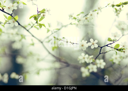 Eine Nahaufnahme von Kirschblüte in voller Blüte im Frühjahr Stockfoto