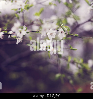 Nahaufnahme von Kirschblüten in voller Blüte Stockfoto