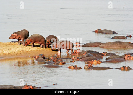 Eine Gruppe von jungen Flusspferde im Sambesi Stockfoto