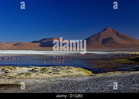 Flamingos an der Laguna Colorada (rote Lagune), Eduardo Avaroa Anden Fauna Nationalreservat, Southwest Highlands, Bolivien Stockfoto