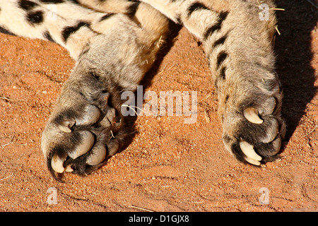 Gepard Klauen Stockfoto
