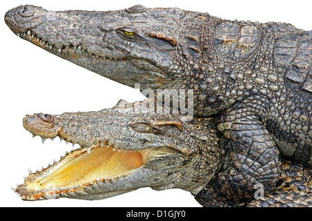 Asiatische Krokodile auf einer Krokodilfarm Stockfoto