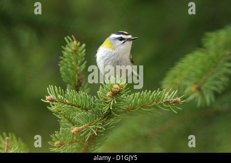 Firecrest (Regulus Ignicapillus), Abruzzen, Italien Stockfoto