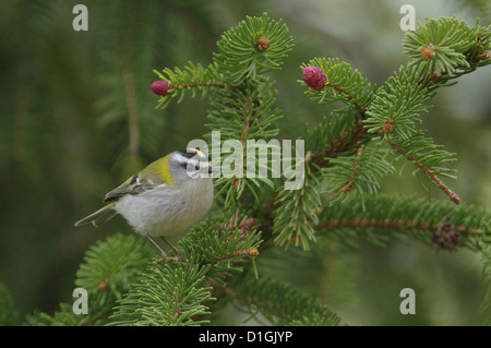 Firecrest (Regulus Ignicapillus), Abruzzen, Italien Stockfoto