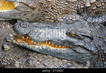 Asiatische Krokodile auf einer Krokodilfarm Stockfoto