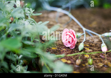 Eine leuchtende rosa stieg im Regen gefallen. Stockfoto