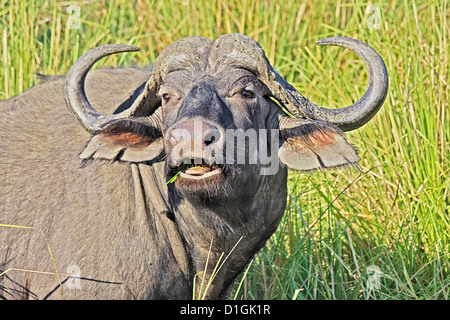 Afrikanischer Büffel in der Region Lower Zambesi kauen Stockfoto