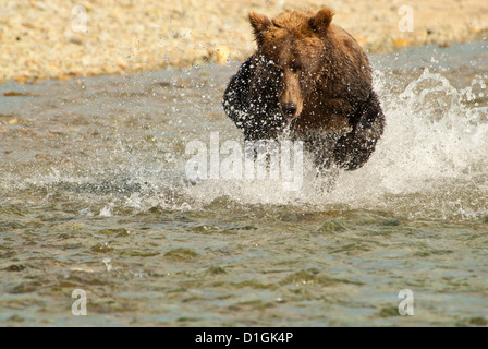 Brauner Bär Jagd nach Lachs im Fluss, Kinak Bay, Katmai NP Küste, Alaska Stockfoto