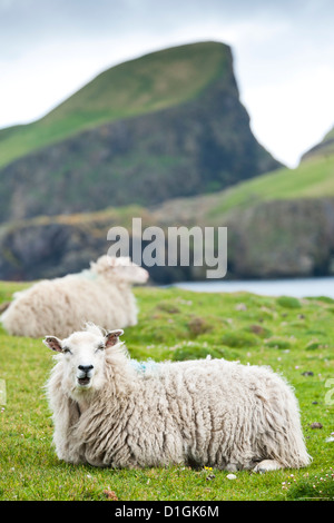 Hausschafe. Fair-Isle, Shetland Islands, Schottland, Vereinigtes Königreich, Europa Stockfoto