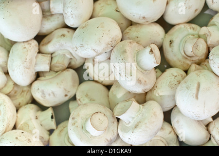 Pilze zum Verkauf auf dem Markt am Sonntagmorgen, Pollenca, Tramuntana, Mallorca, Balearen, Spanien, Europa Stockfoto