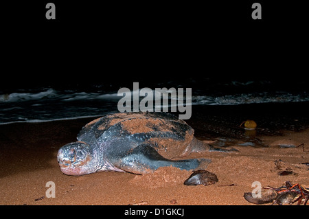 Weibliche Lederschildkröte (Dermochelys Coriacea) Rückkehr zum Meer nach dem legen von Eiern, Shell Beach, Guyana, Südamerika Stockfoto