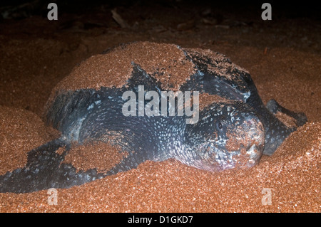 Weibliche Lederschildkröte (Dermochelys Coriacea) bedeckt im Sand vom Aushub der Nest Bohrung, Shell Beach, Guyana Stockfoto