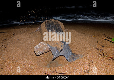 Lederschildkröte (Dermochelys Coriacea) Baggern ein Nest Loch, Shell Beach, Guyana, Südamerika Stockfoto