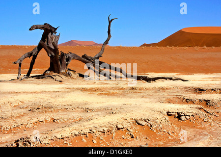 Getrockneten Baumstümpfe Hunderte von Jahren alten Wurf der trockenen Pfanne von Dead Vlei in Namibia Stockfoto