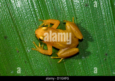 Goldene Rakete Frosch (Anomaloglossus Beebei) auf riesigen Tank Bromelie (Brocchinia Micrantha) Blatt, Kaieteur Nationalpark, Guyana Stockfoto