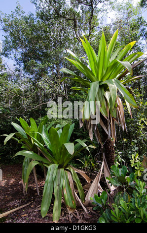 Riesigen Tank Bromelien (Brocchinia Micrantha), Kaieteur Nationalpark, Guyana, Südamerika Stockfoto