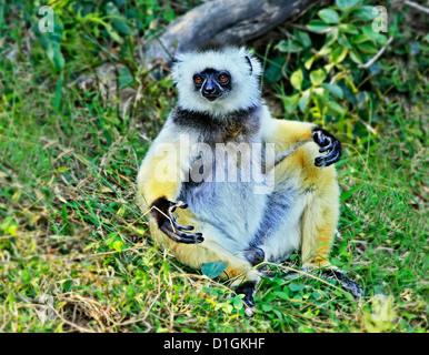 Die wunderschön gefärbten und vom Aussterben bedrohte Maughold Sifaka Stockfoto