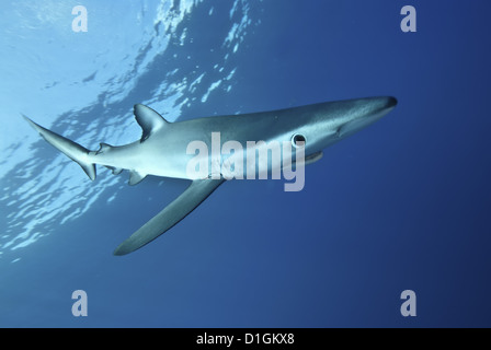 Blauhai (Prionace Glauca) in den Azoren, Portugal, Atlantik, Europa Stockfoto