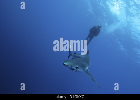 Blauhai (Prionace Glauca) in den Azoren, Portugal, Atlantik, Europa Stockfoto