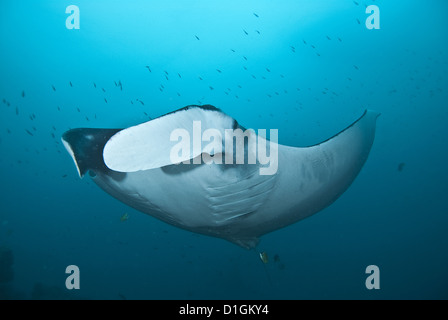 Giant Manta Ray, Ecuador, Südamerika Stockfoto