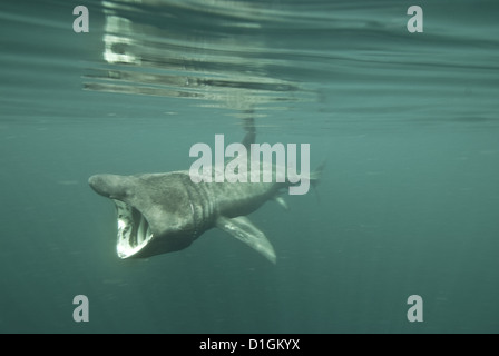 Riesenhai (Cetorhinus Maximus) ernähren sich von Plankton, Inneren Hebriden, Schottland, Vereinigtes Königreich, Europa Stockfoto