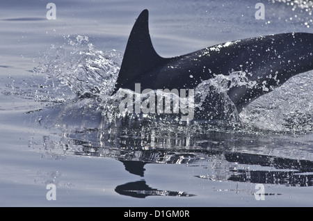 Gemeiner Delfin (Delphinus Delphis), Sound of Mull, Inneren Hebriden, Schottland, Vereinigtes Königreich, Europa Stockfoto