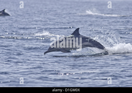 Gemeiner Delfin (Delphinus Delphis), Sound of Mull, Inneren Hebriden, Schottland, Vereinigtes Königreich, Europa Stockfoto