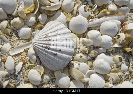 Sea Shells, Hebriden, Schottland, Vereinigtes Königreich, Europa Stockfoto