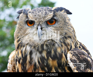 Europäischer Uhu Stockfoto