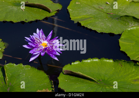 Lila Blüte Siam Lotus im Teich. Stockfoto