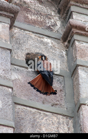 Ein Erwachsener American Kestrel thront auf der Seite eines Gebäudes in Cotacachi, Ecuador Stockfoto