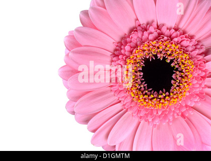 Rosa Gerbera Ringelblume Makro Nahaufnahme, Isolated on White Background Stockfoto