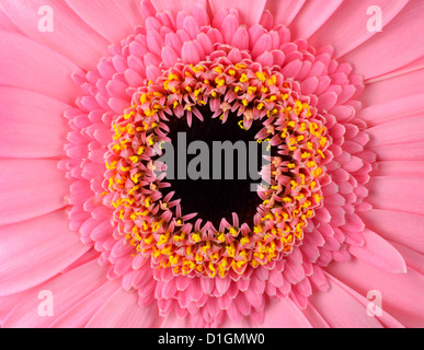 Perfekt rosa Gerbera Ringelblume Pink Makro mit schwarzer Mitte. Nahaufnahme der Mitte der Blume. Stockfoto