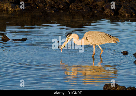 Great Blue Heron (Ardea Herodias), Cerro Dragon, Santa Cruz Island, Galapagos-Inseln, Heritge der UNESCO, Ecuador Stockfoto