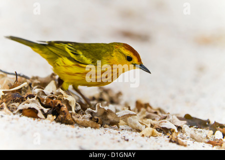 Erwachsenen Schnäpperrohrsänger (Dendroica Petechia Aureola), Insel Santiago, Galapagos-Inseln, UNESCO Welt Heritge Site, Ecuador Stockfoto