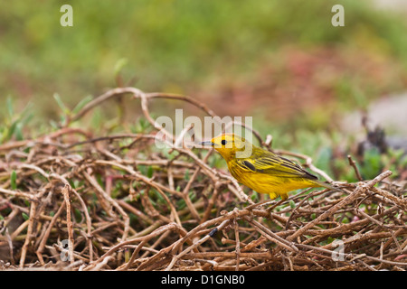 Erwachsenen Schnäpperrohrsänger (Dendroica Petechia Aureola), Insel Santiago, Galapagos-Inseln, UNESCO Welt Heritge Site, Ecuador Stockfoto