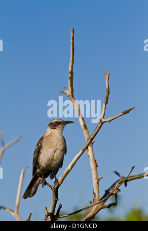 Galapagos-Spottdrossel (Mimus Parvulus), Genovesa Island, Galapagos-Inseln, UNESCO World Heritage Site, Ecuador, Südamerika Stockfoto